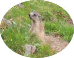 Marmotte Wanderreisen